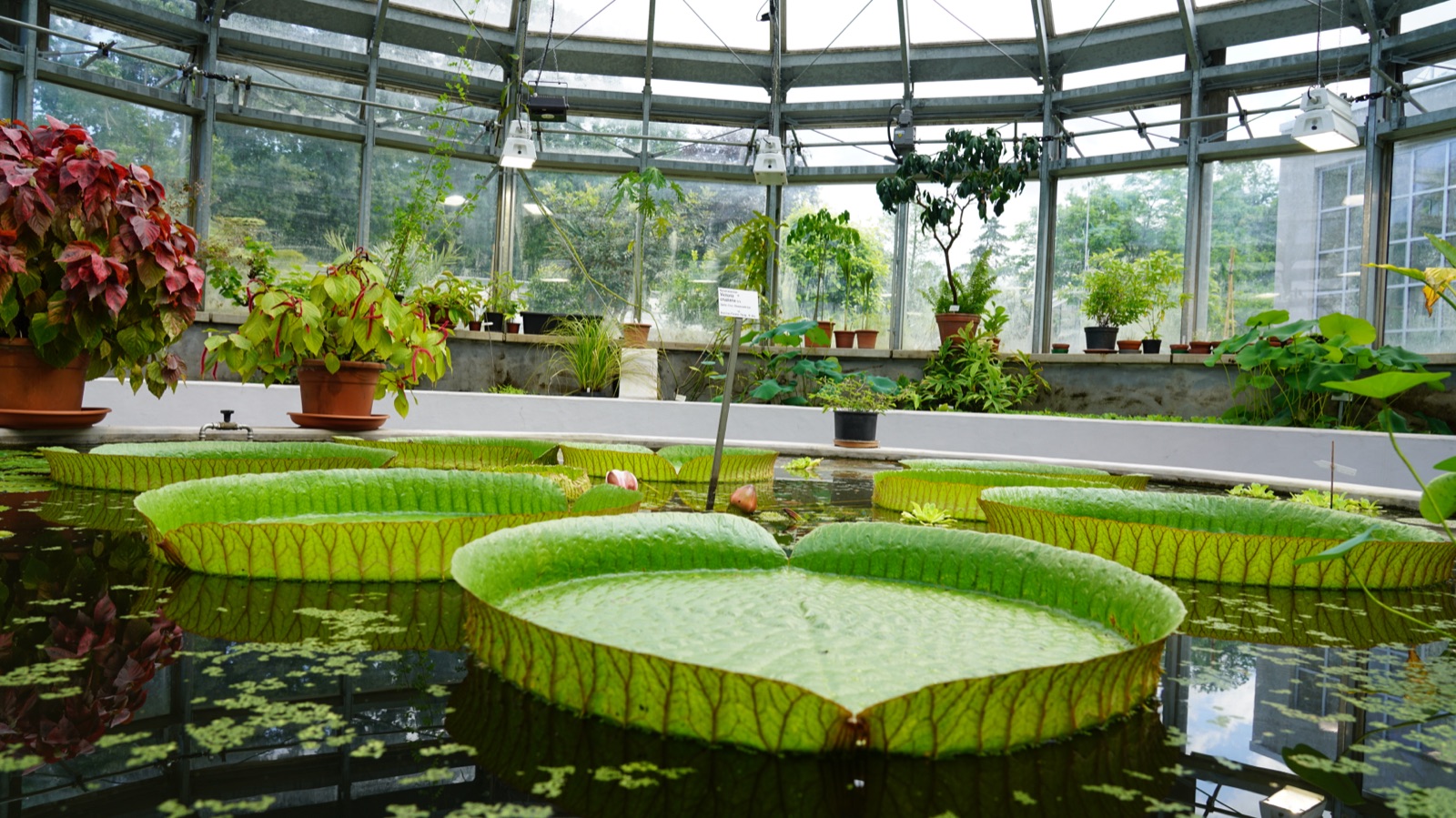 Riesenseerosen im Gewächshaus eines botanischen Gartens